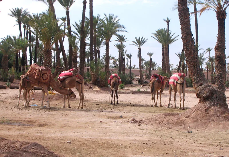 Marrakech Marruecos, aberturas de madera Tosco Piemontesa